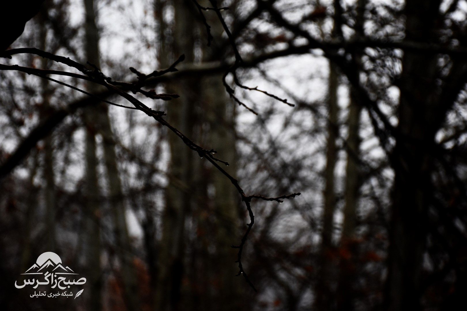 طراوت باران بر دامان پایتخت طبیعت ایران