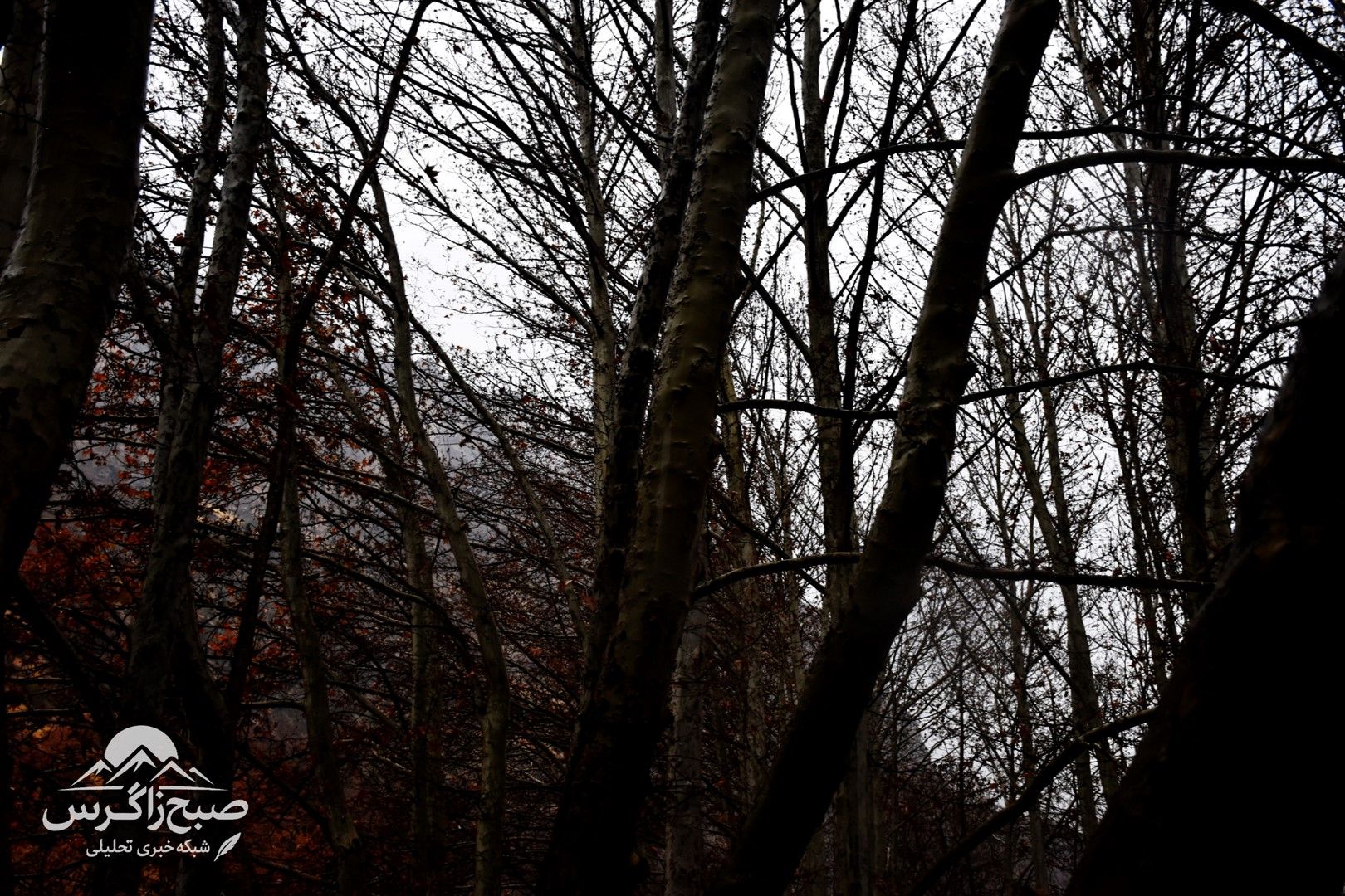 طراوت باران بر دامان پایتخت طبیعت ایران