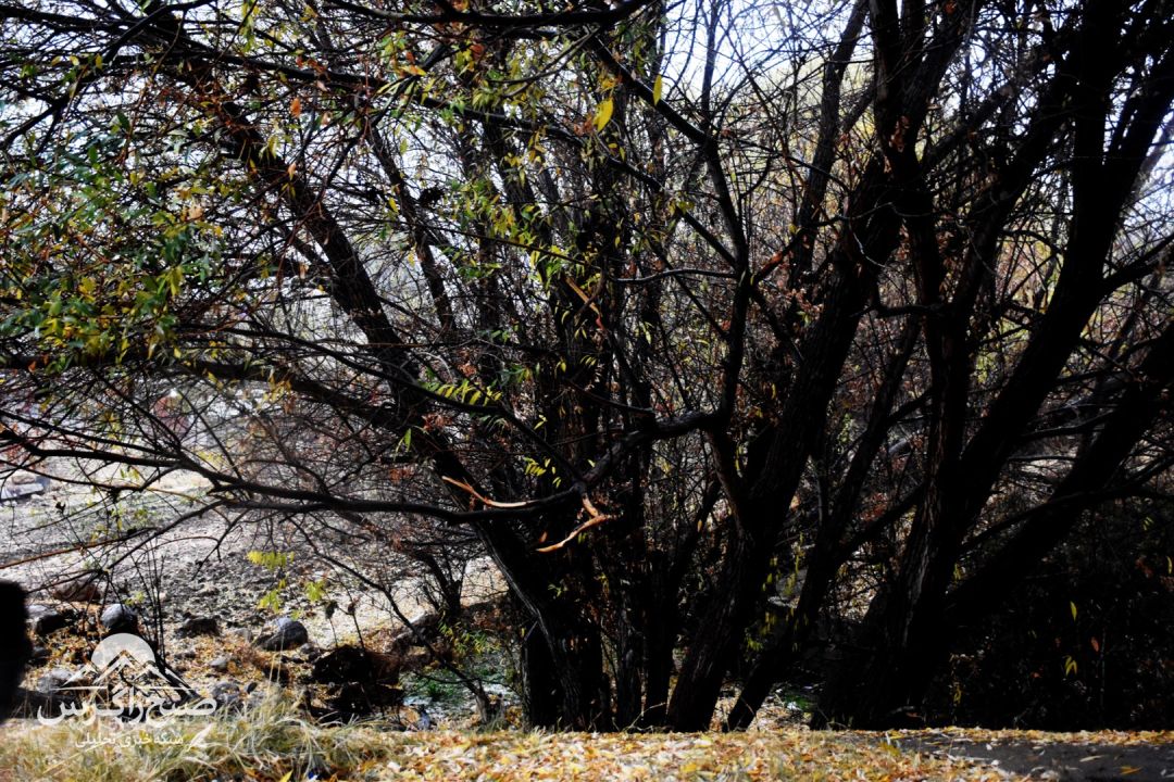 طراوت باران بر دامان پایتخت طبیعت ایران