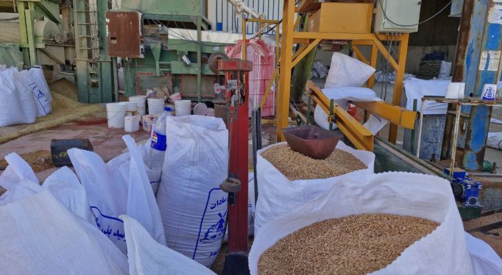 کمبود بذر؛ چالش کشاورزان دهدشت در فصل کِشت