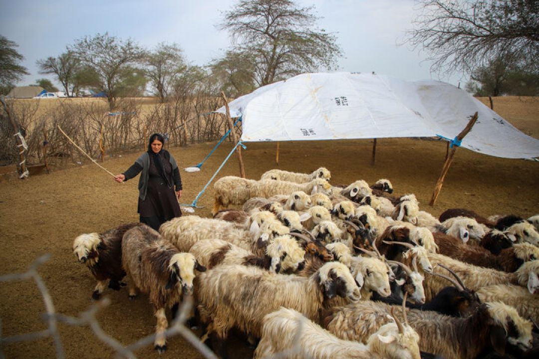 ردپای عشایر، میراثی فرهنگی در مسیر باد