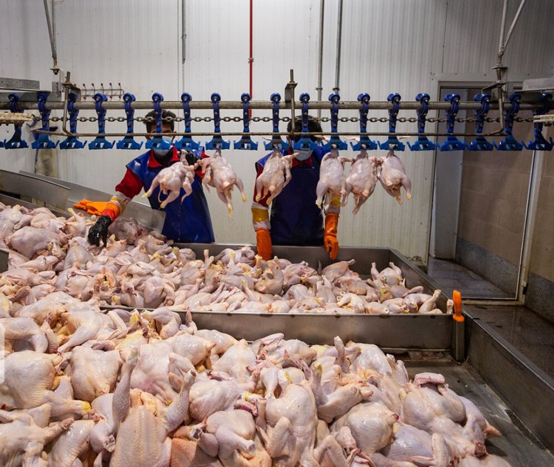 مرغ‌یاسوج لوکس شد؛ سفره‌های خالی در سایه آمارهای‌طلایی