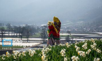 برداشت گل نرگس در گلستان