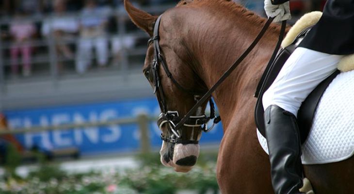 درخشش سوارکار گچسارانی در مسابقات کشوری