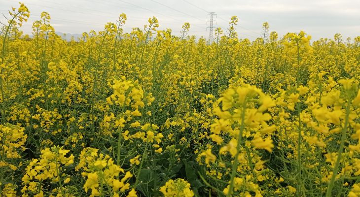 تصاویر زیبا از مزارع دانه‌های روغنی کلزا در بهمئی