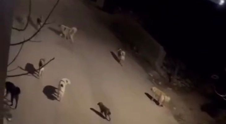 فیلمی از ولگردی دسته‌جمعی سگ‌ها در یاسوج