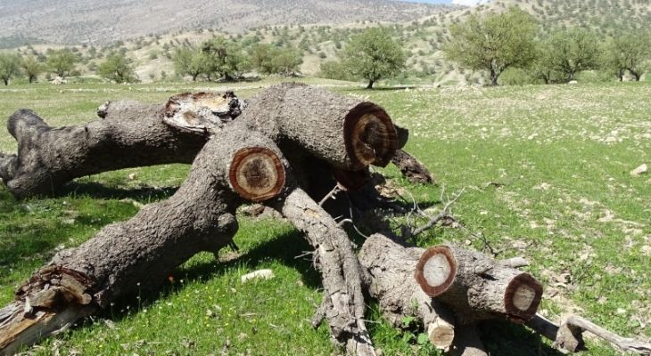 زخم کاری کوره‌های زغالی بر درختان کهگیلویه‌وبویراحمد