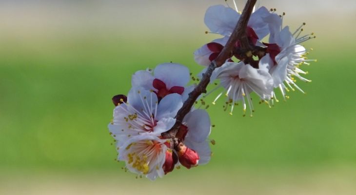 طنازی شکوفه‌های «آلو» در گچساران+ تصاویر