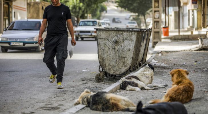 معضل سگ‌های ولگرد؛ چالش زیست‌محیطی و وحشت اجتماعی