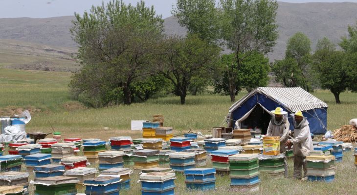 جهش تولید با مشارکت زنبورداران