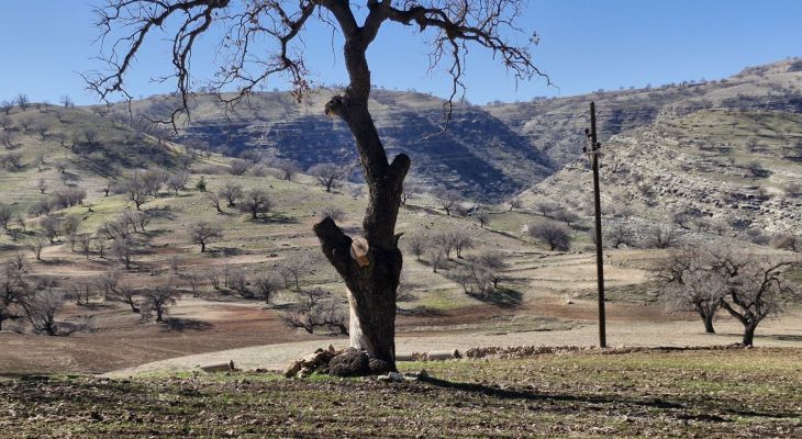 قطع درختان بلوط دیار باشت در سکوت خبری