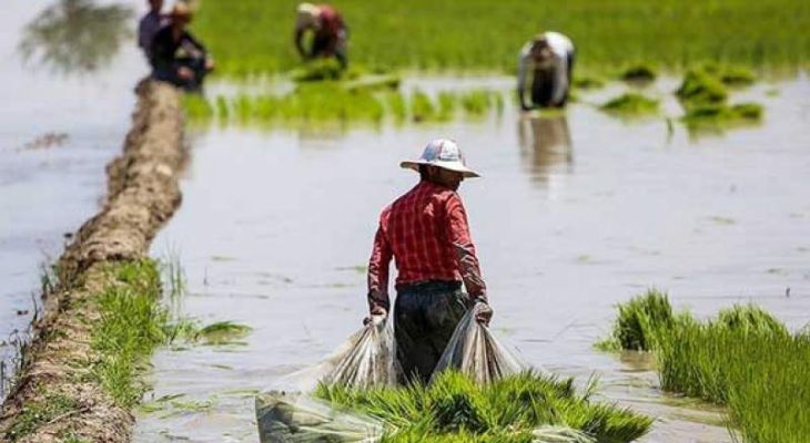 ممنوعیت کشت برنج در کهگیلویه‌وبویراحمد
