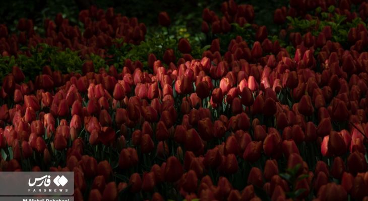 شکوفایی لاله‌ها در باغ ایرانی
