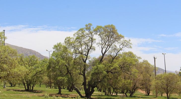 رخ‌نمایی بهار در پارک جنگلی یاسوج