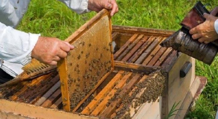 تابستانی سخت، در انتظار زنبورداران بهمئی