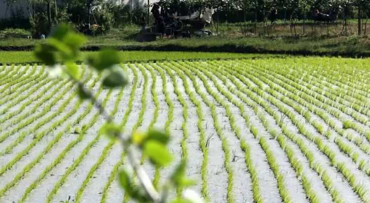 جزییات محدودیت‌های کشت برنج در کهگیلویه‌وبویراحمد اعلام شد