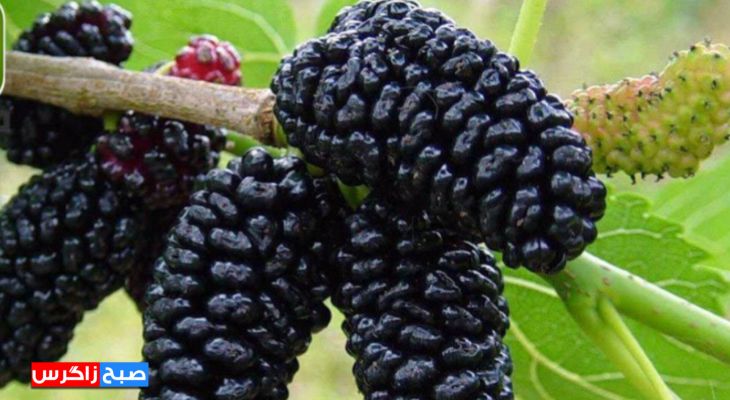 شاه‌توت؛سلطان میوه‌ها با کاربردهای دارویی