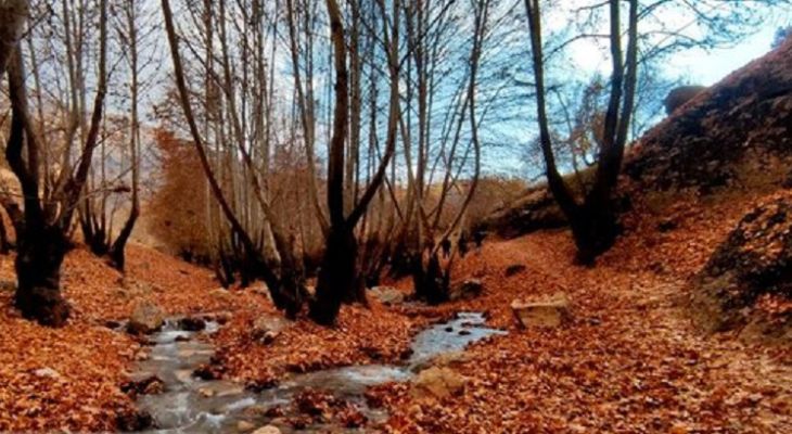 تنگ گنجه‌ای؛ گوهر ناشناخته طبیعت ایران