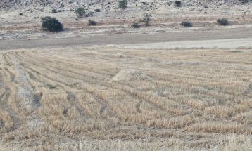 آغاز برداشت گندم در باشت