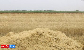 آغاز برداشت گندم در باشت