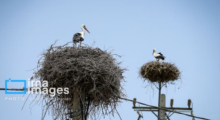 «خداوند لک‌لک‌ها را دوست دارد»