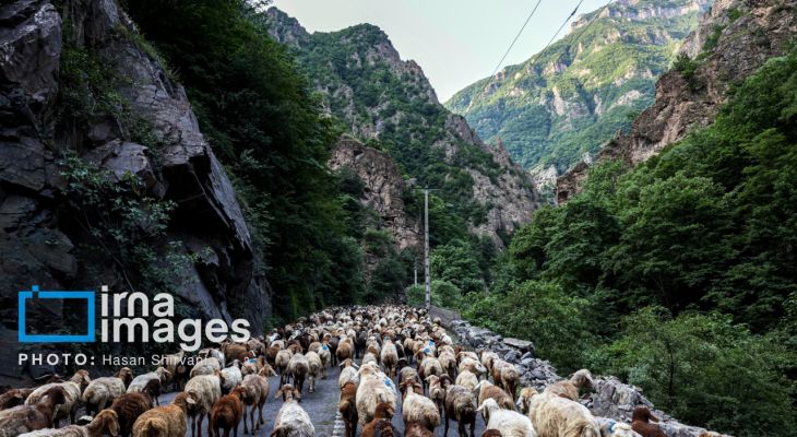 «جاده چالوس»؛ گذرگاه بهاری عشایر