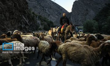 «جاده چالوس»؛ گذرگاه بهاری عشایر