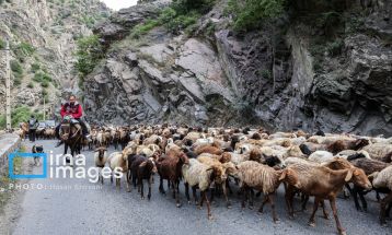 «جاده چالوس»؛ گذرگاه بهاری عشایر