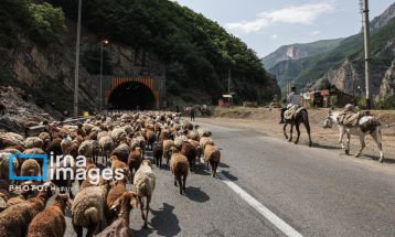«جاده چالوس»؛ گذرگاه بهاری عشایر