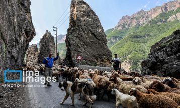 «جاده چالوس»؛ گذرگاه بهاری عشایر