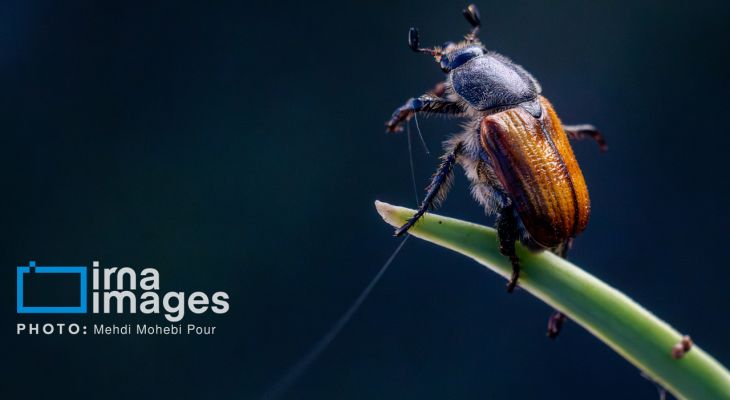 «حشرات» واسطه‌های حیاتی زنجیره زیستی