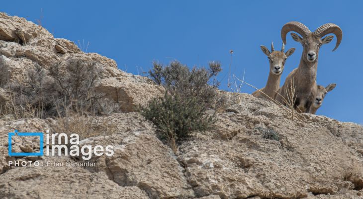 پارک ملی بمو