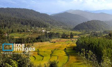 برداشت برنج در ارتفاعات مازندران