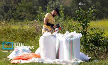 برداشت برنج در ارتفاعات مازندران
