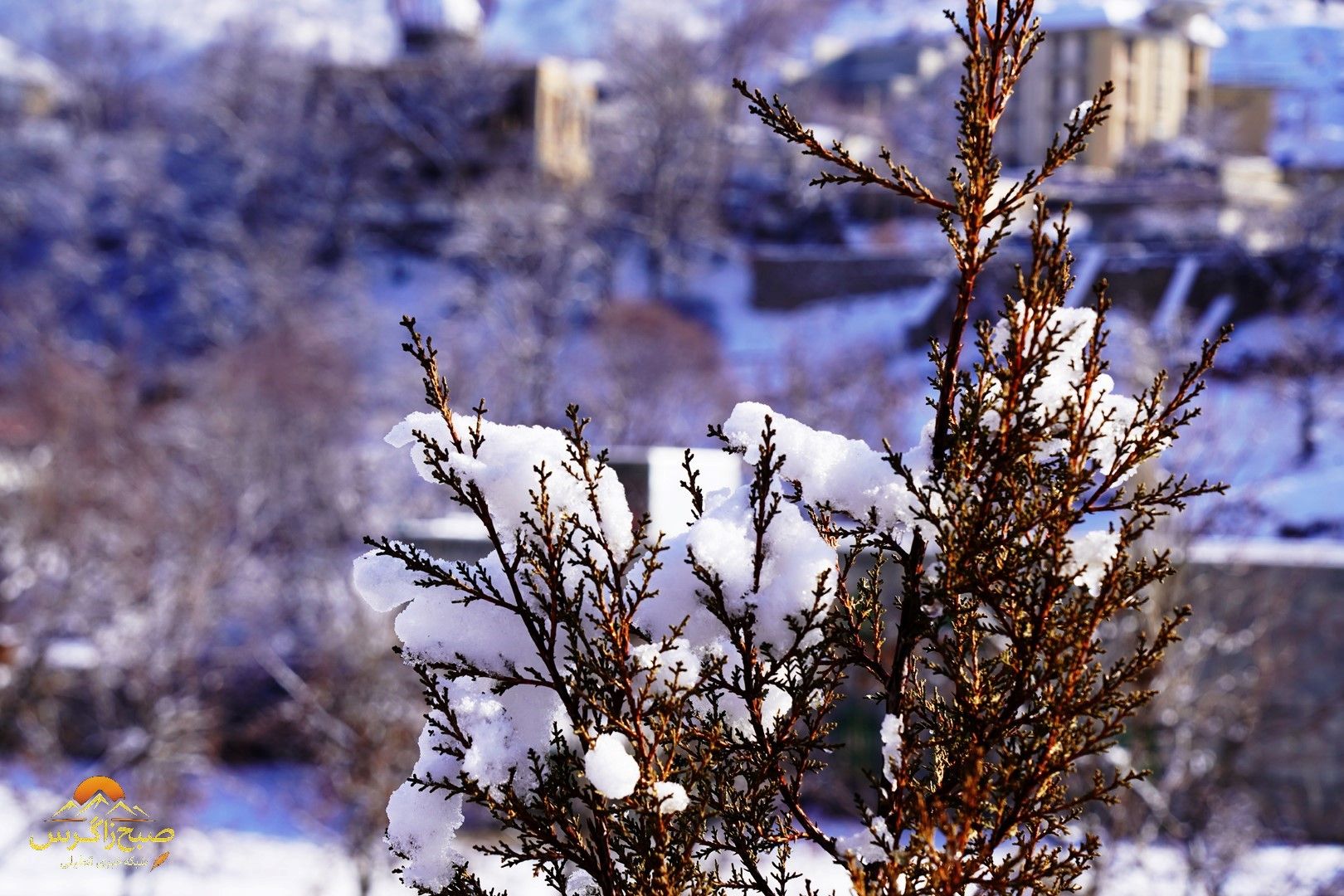 یاسوج زیر چتر برف زمستان+تصاویر