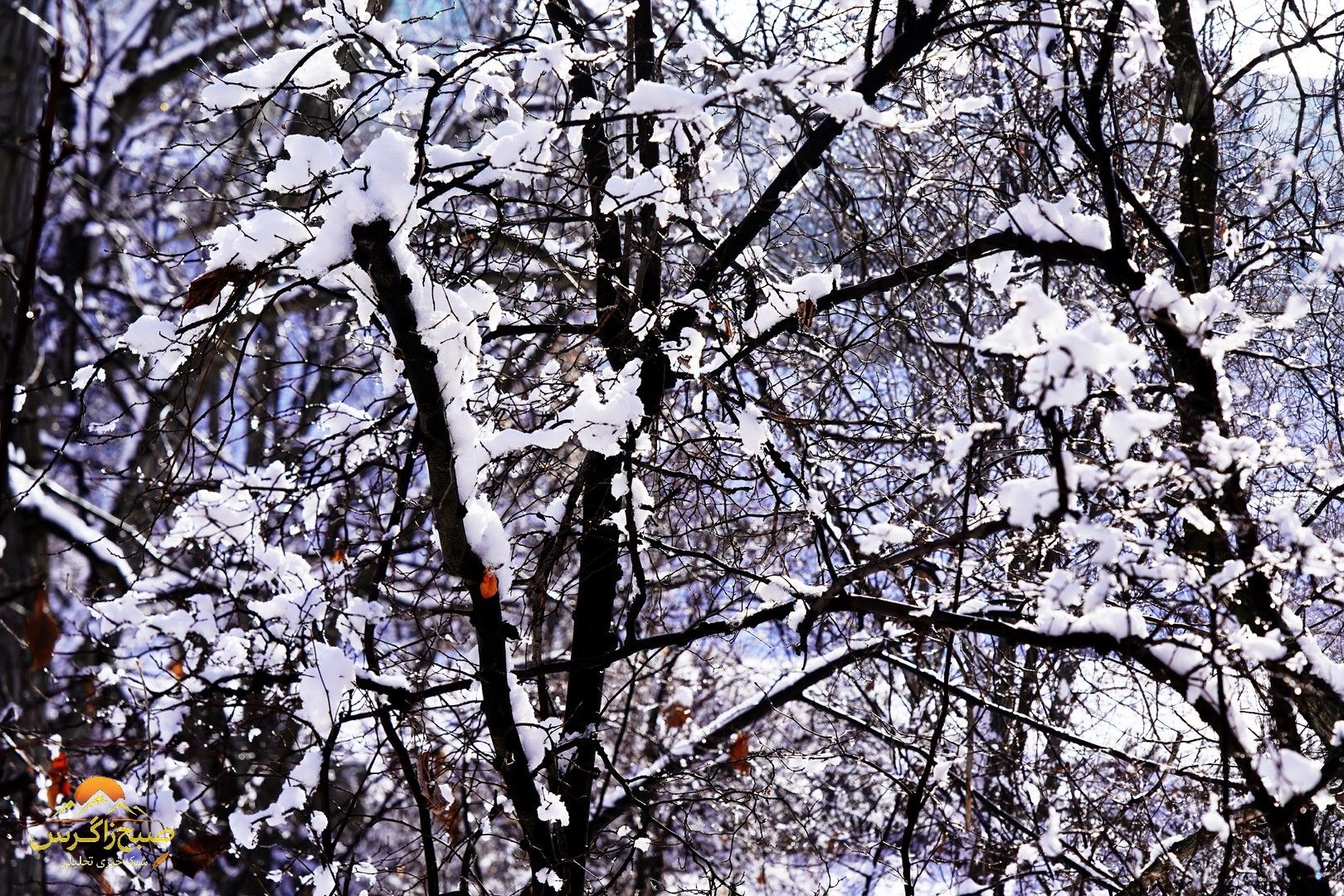 یاسوج زیر چتر برف زمستان+تصاویر