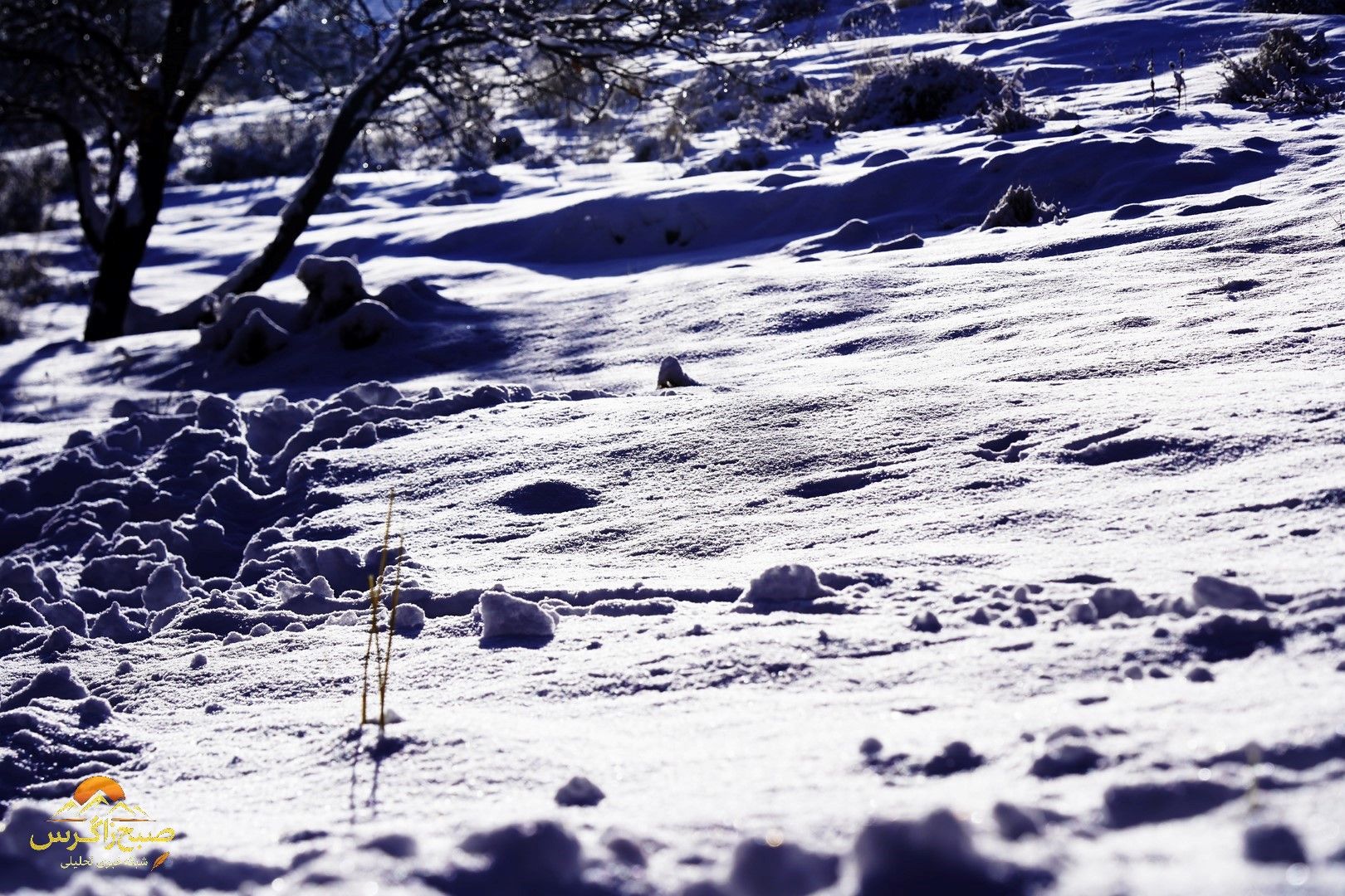 یاسوج زیر چتر برف زمستان+تصاویر