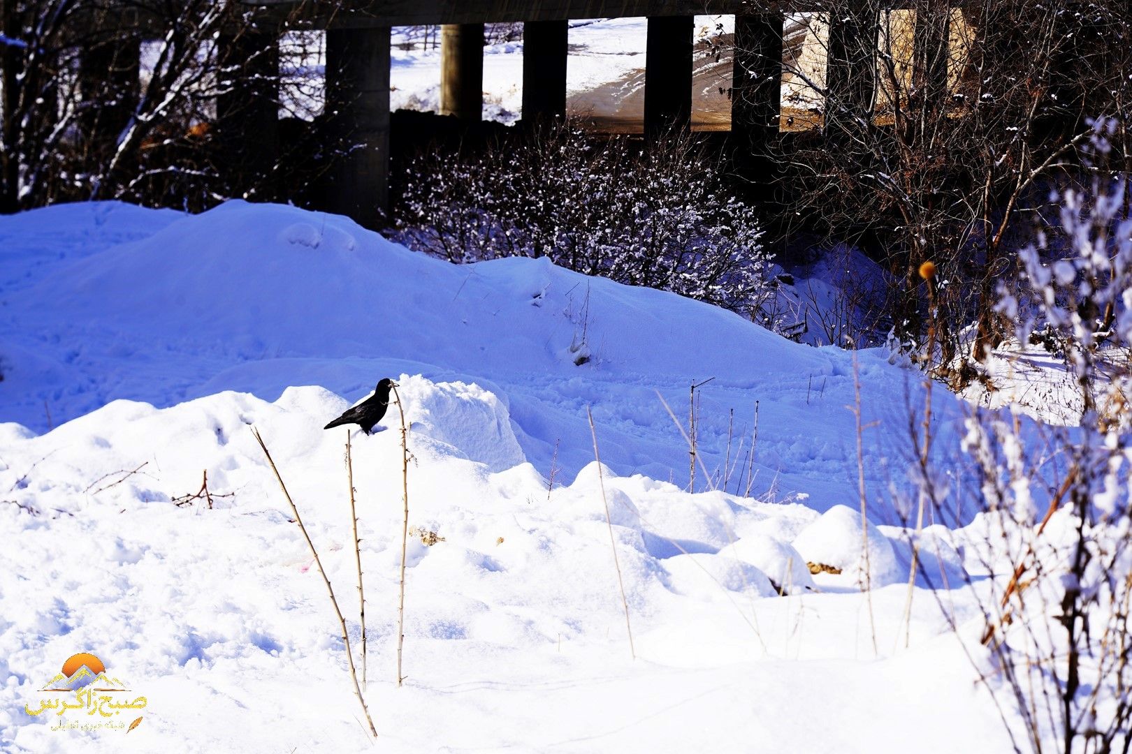 یاسوج زیر چتر برف زمستان+تصاویر