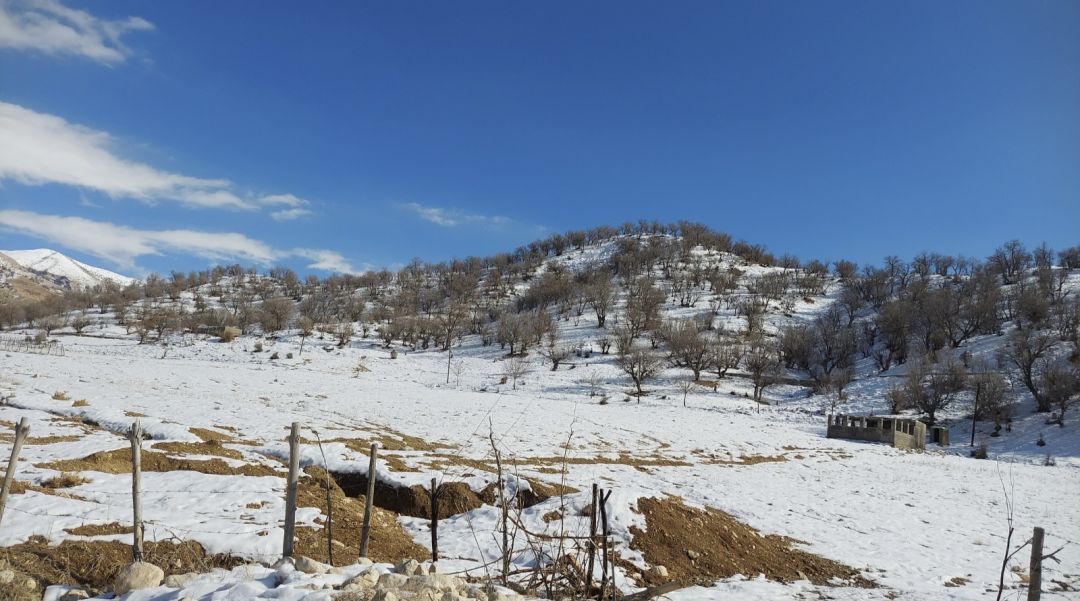 برف، نگین سفید بر انگشتری امامزاده علی(ع)