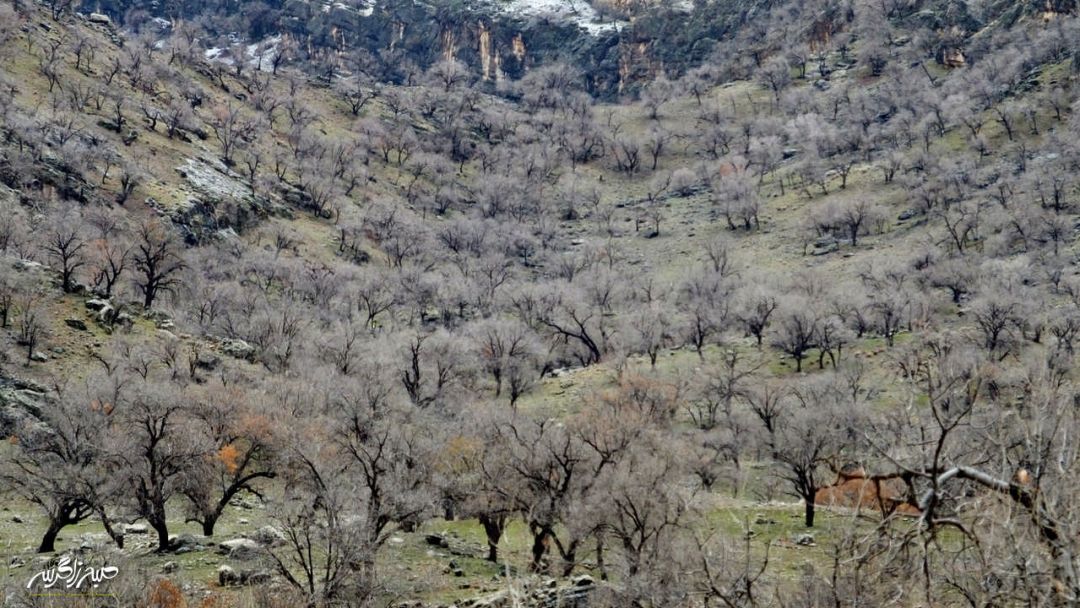 تابلوی چشم‌نواز طبیعت در «گناوه» گچساران
