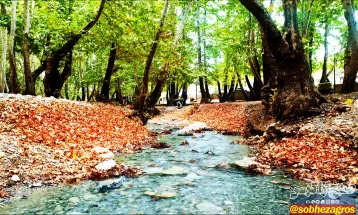 رنگین کمان رنگ‌ها در پاییز تنگ گنجه‌ای بویراحمد