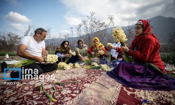 برداشت گل نرگس در گلستان