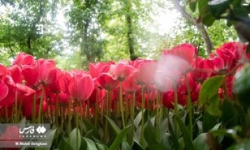 شکوفایی لاله‌ها در باغ ایرانی