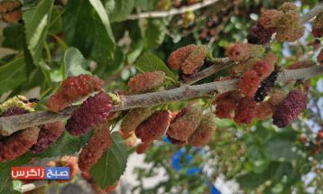 شاهتوت؛سلطان میوهها با کاربردهای دارویی