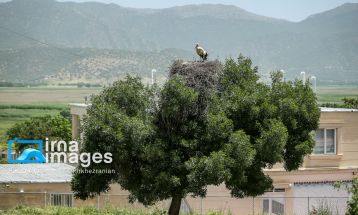 «خداوند لک‌لک‌ها را دوست دارد»